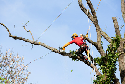 élaguer un arbre