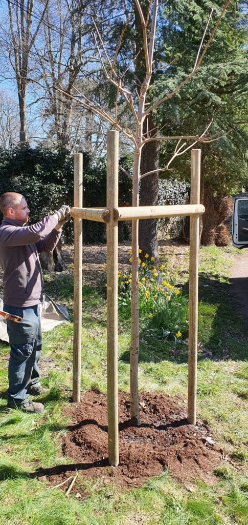 plantation arbre et tutorage